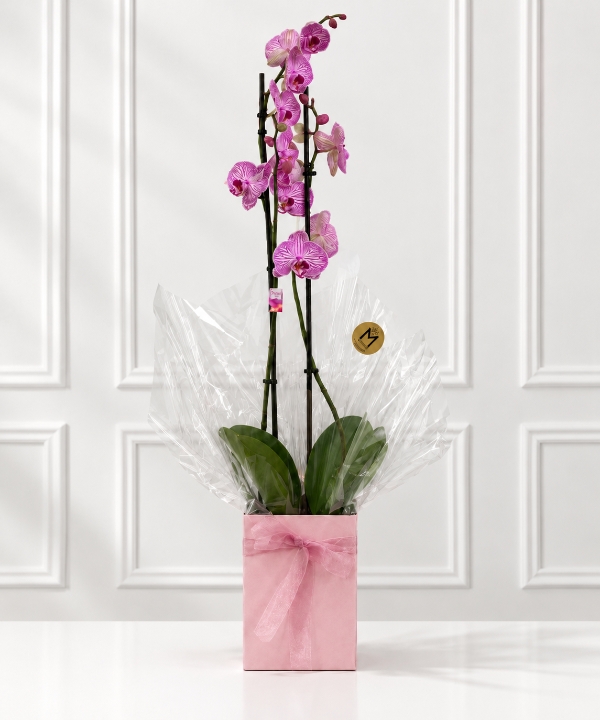 Orchid Plant