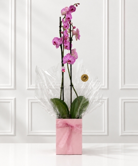 Orchid Plant